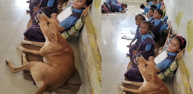 कक्षा में बच्चों संग बैठा आवारा कुत्ता, पाठ भी दोहराया! वायरल वीडियो के बाद शिक्षा विभाग में हड़कंप