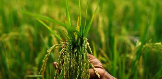 Chhattisgarh Rice Seeds: अनुसंधान और खेती के बीच बढ़ती खाई