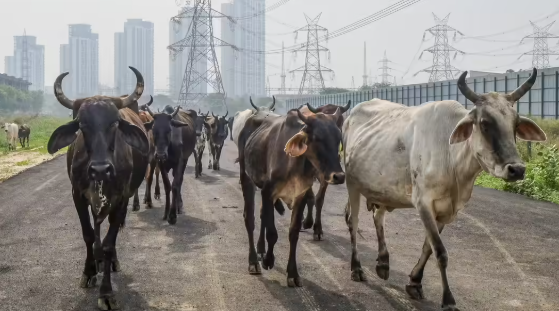 भैंसों की ढुलाई अपराध नहीं, हाईकोर्ट ने 15 भैंसों को मालिकों को सौंपने का आदेश दिया