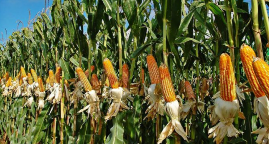 Popcorn Maize Farming: राजनांदगांव में किसानों की आय बढ़ाने वाला नया मॉडल