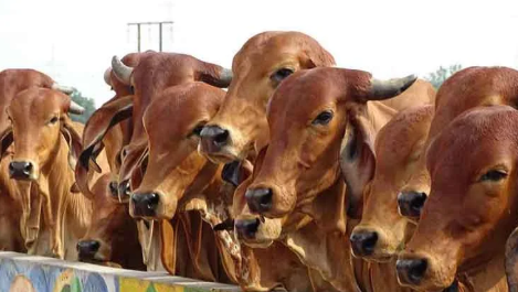 केंद्रीय जेल दुर्ग में गौपालन एवं वर्मी कम्पोस्ट प्रशिक्षण सम्पन्न