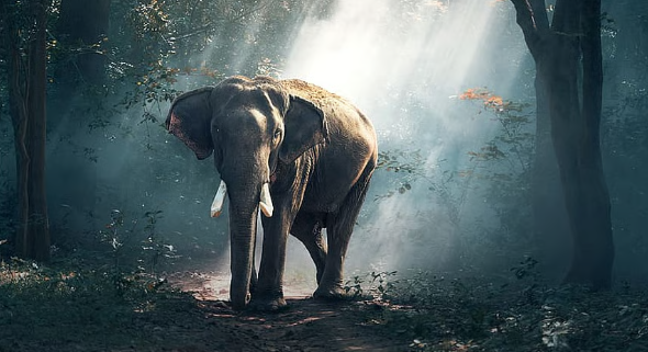 Elephant Attack: 75 वर्षीय बुजुर्ग पर खतरनाक हमला