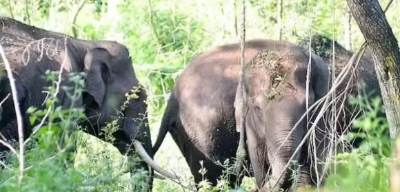 Jashpur Elephant Rescue: 9 घंटे के रेस्क्यू में बचा हाथी, भावुक कर देगी कहानी