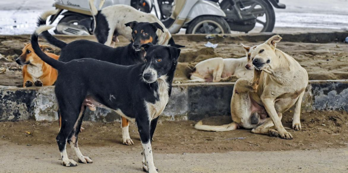 स्कूलों में आवारा कुत्तों की निगरानी का आदेश विवादों में, शिक्षकों ने बताया ‘अपमानजनक’, तत्काल वापसी की मांग