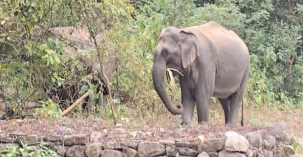 Wildlife Deaths: 26 महीनों में 47 हाथी-बाघ की दर्दनाक मौत