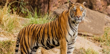 Udanti Sitanadi Tiger Reserve में बाघों की वापसी की उम्मीद