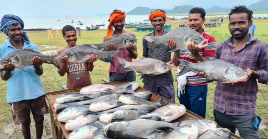 Fish Farming Schemes: सरकारी योजनाओं से मिल रहा संबल, मत्स्य पालन से खुल रहे आय और स्वरोजगार के नए द्वार