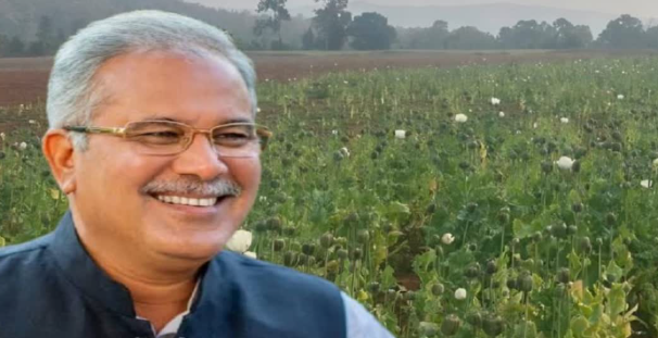Opium Cultivation: 5 बड़े आरोप, भूपेश बघेल का सरकार पर तीखा हमला