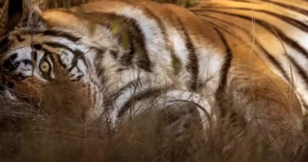 Tiger Skin Smuggling: इंद्रावती टाइगर रिजर्व में बाघों की खाल तस्करी का बड़ा खुलासा