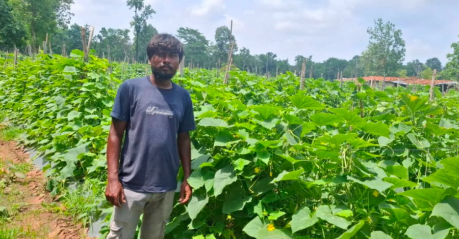 Cucumber Farming Success: वैज्ञानिक खेती से बदली किसान की किस्मत, 4 एकड़ में खीरे की खेती से बढ़ी आय