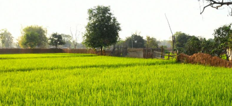 छत्तीसगढ़ में जंगल अधिकार पट्टों का रिकॉर्ड ‘गायब’, 17 महीनों में हजारों दावों का आंकड़ा घटा