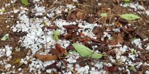 Chhattisgarh Weather: गरियाबंद और जशपुर में बारिश-ओलावृष्टि से बदला मौसम