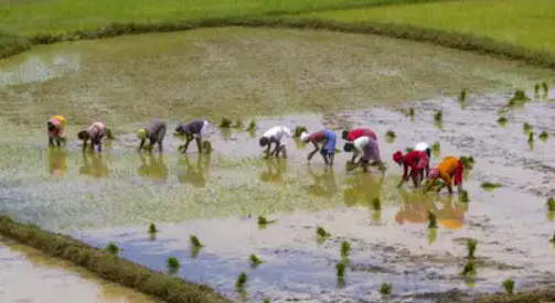 किसानों को समय पर और उचित मूल्य पर उर्वरक उपलब्ध कराने के लिए प्रशासन सक्रिय
