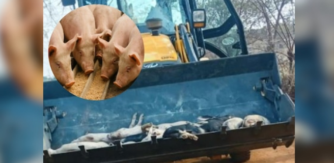 Durg News: अफ्रीकन स्वाइन फीवर का कहर — 350 से ज्यादा सूअरों की मौत, फार्म सील