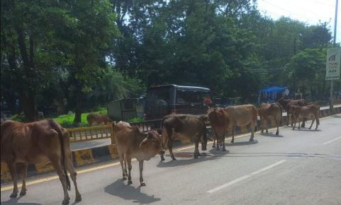 सरकार के आदेश ताक पर, दुर्ग की सड़कों पर गौवंश की भीड़ से बढ़ रहा हादसों का खतरा