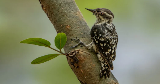 Brown-Capped Pygmy Woodpecker: नवा रायपुर जंगल सफारी में दिखा दुर्लभ पक्षी
