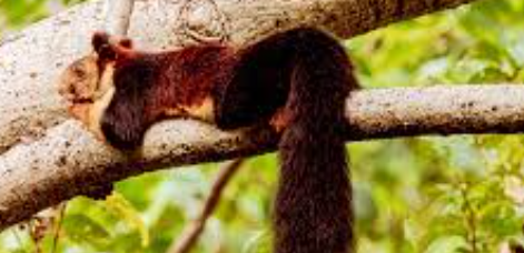 Udanti Sitanadi Tiger Reserve में चौंकाने वाली खोज: दुर्लभ Indian Giant Flying Squirrel की नियमित उपस्थिति, पारिस्थितिक स्वास्थ्य का मजबूत संकेत