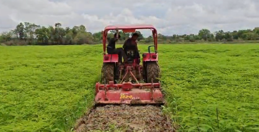 Green Manure Farming: ढैंचा की खेती से मिट्टी होगी उपजाऊ, किसानों को प्राकृतिक खेती अपनाने की सलाह