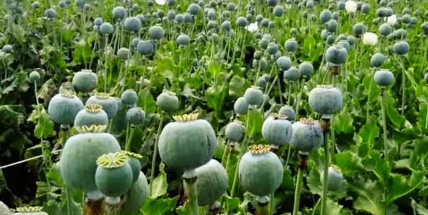 Opium Farming चौंकाने वाला खुलासा, 5 एकड़ में अवैध खेती
