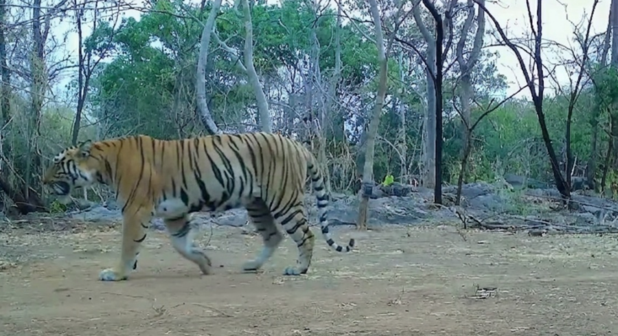 Udanti-Sitanadi Tiger Reserve में बाघिन की वापसी, संरक्षण प्रयासों की बड़ी सफलता