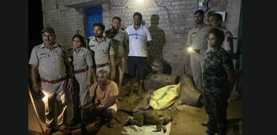 Durg News: दो लंगूरों के शिकार पर बड़ा खुलासा, 1 शिकारी गिरफ्तार – 21 अप्रैल तक जेल