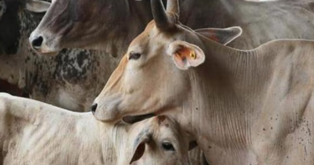 रायपुर के गुल्लू गौठान में 15 से ज़्यादा गौवंश की मौत, प्रशासन की चुप्पी पर उठे सवाल