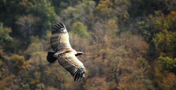 इंद्रावती टाइगर रिजर्व में ‘वल्चर रेस्टोरेंट’ बने जीवनदायी, संकटग्रस्त गिद्धों को मिला सुरक्षित भोजन