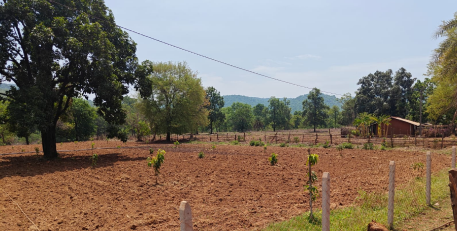 MGNREGA Mango Plantation: नारायणपुर में हरियाली के साथ बढ़ेगी किसानों की आय