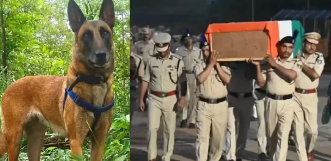 सुकमा में ड्यूटी के दौरान शहीद हुई सीआरपीएफ की डॉग ‘सूज़न’, तिरंगे में लिपटी वीर सैनिक की तरह दी गई अंतिम विदाई