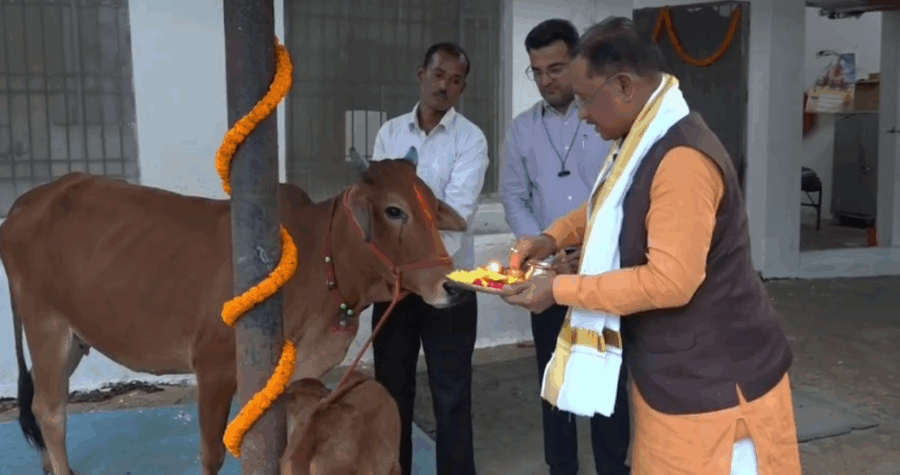 मुख्यमंत्री विष्णु देव साय ने मुख्यमंत्री निवास में की गोवर्धन पूजा, गौमाता को खिलाई खिचड़ी और की प्रदेश की खुशहाली की कामना