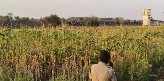Opium Cultivation Durg: YouTube से सीखा 7.88 करोड़ की खेती का चौंकाने वाला खुलासा