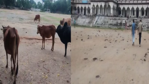 कांकेर का ऐतिहासिक नरहरदेव स्कूल मैदान बना गौठान, खिलाड़ियों का अभ्यास ठप और नागरिक परेशान