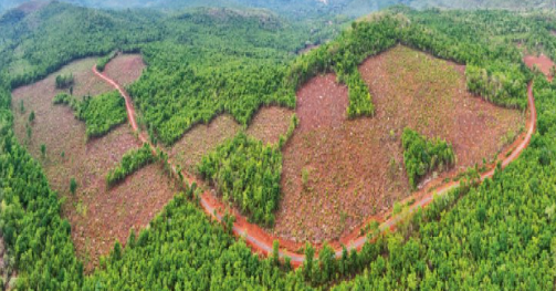 Abujhmad Forest Protection: अबूझमाड़ के जंगलों की सुरक्षा के लिए बड़ा अभियान, 30 स्थानों पर तैनात होंगे स्थानीय युवा