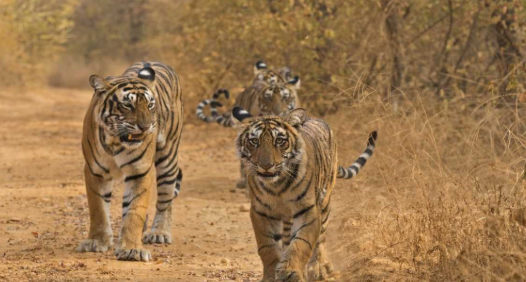मध्यप्रदेश से छत्तीसगढ़, राजस्थान और ओडिशा जाएंगे 10 बाघ, अक्टूबर में अधिकारियों को मिलेगी खास ट्रेनिंग