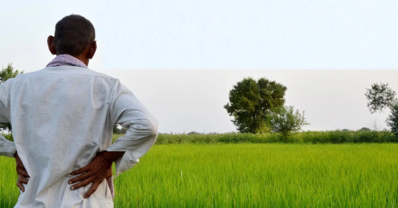 Chhattisgarh Urea Distribution: खरीफ 2026 में किसानों को मिलेगी पूरी पात्रता के अनुसार यूरिया, खत्म हुई 80% सीमा
