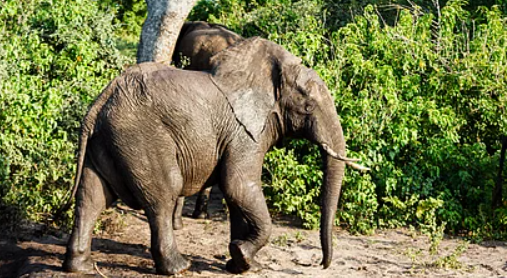 Chhattisgarh Elephant Conflict की गंभीर तस्वीर