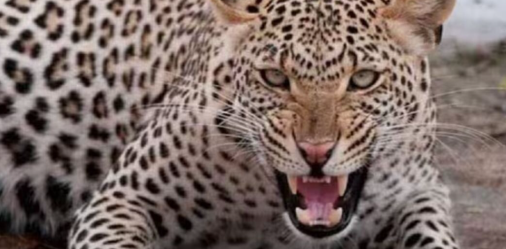 Leopard Attack: छत्तीसगढ़ में तेंदुए का खूनी आतंक, 7 ग्रामीण घायल